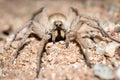 CLose-up of a wolf-spider in central Australia